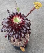 Aeonium Peacock variegata, Vetplant, Ophalen of Verzenden, Minder dan 100 cm, Bloeiende kamerplant