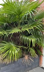 Palmboom, Tuin en Terras, Planten | Bomen, Ophalen, Palmboom, 100 tot 250 cm