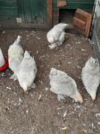 Brahma groot, Meerdere dieren, Kip