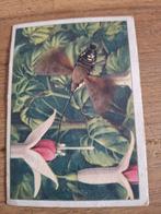 Verkade plaatje - Zuigende Pijlstaart-vlinder No. 120, Ophalen of Verzenden