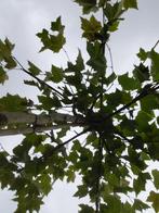 dakplataan, Ophalen, Volle zon, Dakboom, 250 tot 400 cm