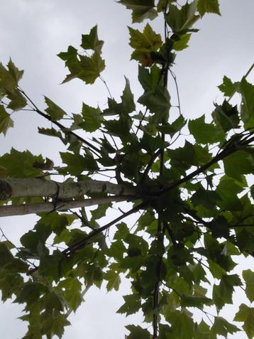 dakplataan beschikbaar voor biedingen