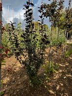 Diverse bomen, Ophalen of Verzenden, Lente, Volle zon, Overige soorten