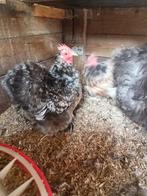 Cochin  kriel zijde zwart wit gepareld broedeieren, Dieren en Toebehoren, Pluimvee, Meerdere dieren, Kip