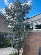 Eucalyptus boom, Ophalen of Verzenden, Volle zon, Overige soorten, 250 tot 400 cm