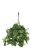 Outletplant | Scindapsus | Silvery Ann | Incl bezorging, Huis en Inrichting, Kamerplanten, Overige soorten, Minder dan 100 cm