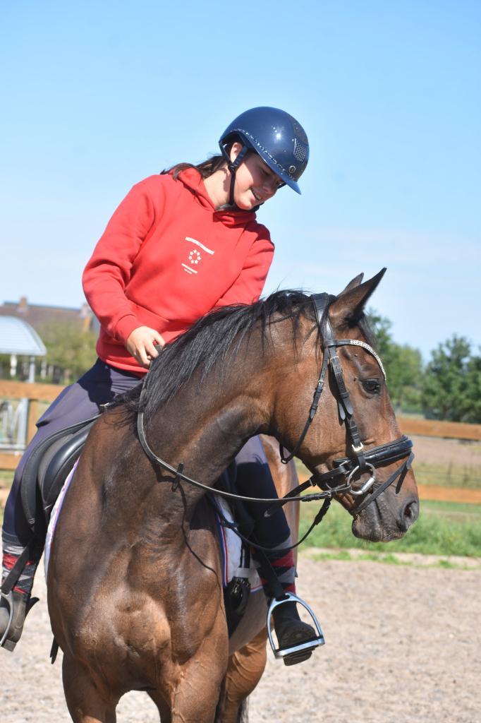 Knappe, 7 jarige  ruin, Dieren en Toebehoren, Paarden, Ruin, Onbeleerd, 160 tot 165 cm, 7 tot 10 jaar, Recreatiepaard, Gechipt