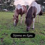 2 leuke bonte merrie's, Dieren en Toebehoren, Paarden, Merrie, Minder dan 160 cm, Gechipt, Zadelmak