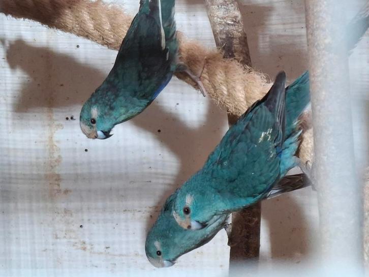Diverse Kakariki's, Dieren en Toebehoren, Vogels | Parkieten en Papegaaien, Parkiet, Meerdere dieren