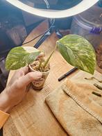 Monstera lechleriana var, Ophalen of Verzenden