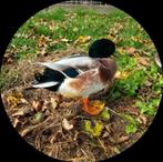 Kwaker woerd wildkleur kwakertje, Dieren en Toebehoren, Pluimvee, Mannelijk, Eend