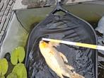 Koi, Dieren en Toebehoren, Vissen | Vijvervissen, Karper of Koi