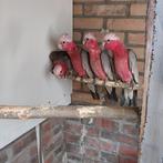 Kaketoes, Dieren en Toebehoren, Vogels | Parkieten en Papegaaien, Meerdere dieren, Papegaai, Geringd