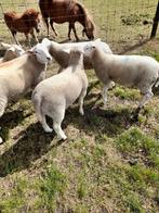 Engelse texelaar x Swifter Dekram, Mannelijk, Schaap, 0 tot 2 jaar