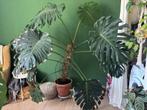 Big Monstera deliciosa, Ophalen, Overige soorten, Halfschaduw, 150 tot 200 cm