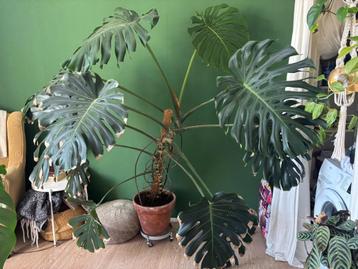 Big Monstera deliciosa  beschikbaar voor biedingen