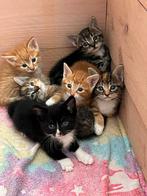 Prachtige maincoon / europese korthaar kittens., Dieren en Toebehoren, Meerdere dieren, 0 tot 2 jaar