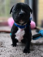 Engelse stafford pups (staffordshire bullterriër puppy's), Dieren en Toebehoren, Overige rassen, CDV (hondenziekte), 8 tot 15 weken