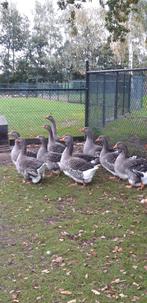 Toulouse ganzen met keelkwab en buikkwab., Meerdere dieren, Gans of Zwaan