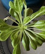 Palm plant, Groene kamerplant, Ophalen, Palm, Minder dan 100 cm