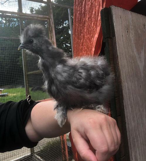Jong USA zijdehoen haantje, Dieren en Toebehoren, Pluimvee, Kip, Mannelijk