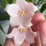 Hoya paradisea NS11-159 pink, met peduncle, Huis en Inrichting, Kamerplanten, Overige soorten, In pot, Minder dan 100 cm, Bloeiende kamerplant