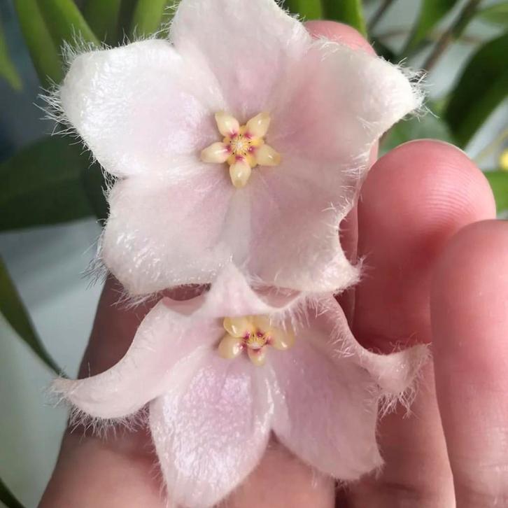 Hoya paradisea NS11-159 pink, met peduncle, Huis en Inrichting, Kamerplanten, Overige soorten, Minder dan 100 cm, Bloeiende kamerplant