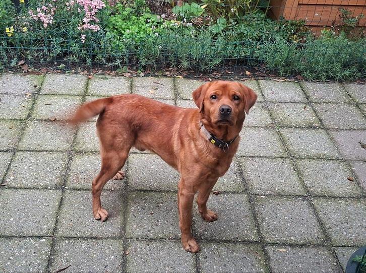 Dekreu Foxred ter dekking aangeboden stamboom NHSB (FSI), Dieren en Toebehoren, Honden | Dekreuen, Reu, Particulier, Eén hond