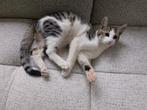 Boerderij + Savannah mix kitten wit grijs zo.lief, Dieren en Toebehoren, Katten en Kittens | Overige Katten, Kater