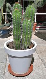 Prachtige cactus (4 in één pot)  pachycereus pecten?, Ophalen, Cactus, Volle zon, Minder dan 100 cm