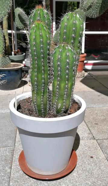 Prachtige cactus (4 in één pot)  pachycereus pecten?  beschikbaar voor biedingen