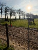 Pensionstalling, Dieren en Toebehoren, Weidegang, 2 of 3 paarden of pony's