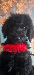 Prachtige, zwarte,  koningspoedel (grote poedel) pupjes, Dieren en Toebehoren, Poedel, CDV (hondenziekte), 8 tot 15 weken, Meerdere
