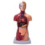 Menselijk Torso Model 28 cm - Anatomie Afneembare Organen Sk, Diversen, Ophalen of Verzenden, -, -, -