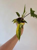Philodendron Florida Beauty, Huis en Inrichting, Kamerplanten, Ophalen of Verzenden, Halfschaduw, Minder dan 100 cm