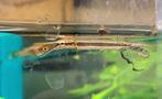 Baby kaaiman snoek! Arowana meerval cichlide snakehead oscar, Vis, Zoetwatervis