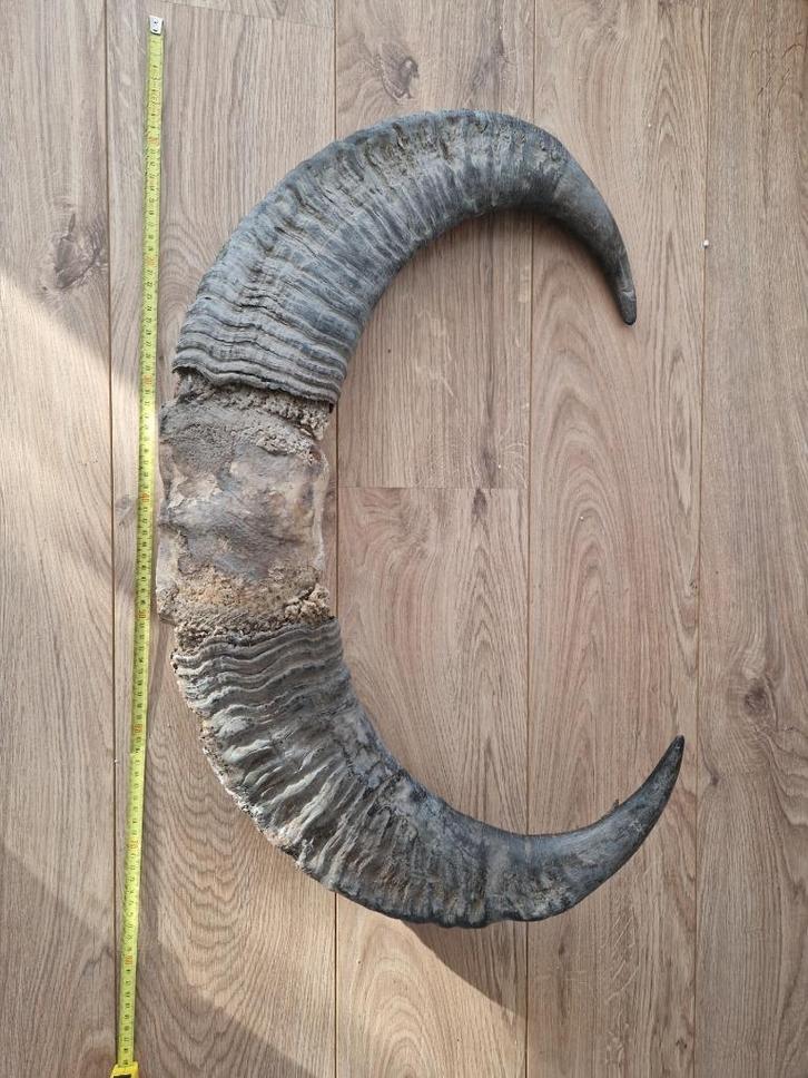 Schedel met grote hoorns, Antiek en Kunst, Antiek | Overige Antiek, Ophalen of Verzenden