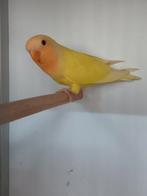 JONGE AGAPORNIS ROSEICOLLIS OM ZELF TAM TE MAKEN, Dieren en Toebehoren, Geslacht onbekend, Dwergpapegaai of Agapornis, Geringd