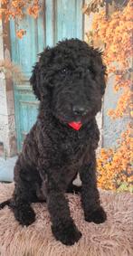 Lieve, goed gezonde, knappe koningspoedel pup Nino️, Dieren en Toebehoren, Poedel, Parvo, 15 weken tot 1 jaar, Reu