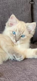 Nog 1 ontzettend lief en mooi ragdoll kitten beschikbaar, Poes, Gechipt, 0 tot 2 jaar