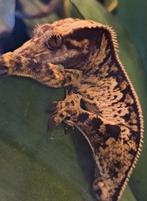 Wimpergekko uit zeer goede lijn. Voor Houten, Dieren en Toebehoren, Reptielen en Amfibieën, Hagedis, 0 tot 2 jaar