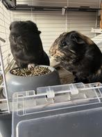 2 zeugjes (vrouwtjes) cavia’s, Dieren en Toebehoren, Knaagdieren, Cavia, Vrouwelijk, Tam, September