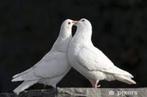 Witte duiven te koop of te duur...., Meerdere dieren, Postduif