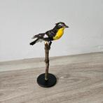 Opgezette driekleurenvliegenvanger opgezet taxidermie, Verzamelen, Ophalen of Verzenden, Zo goed als nieuw, Vogel, Opgezet dier