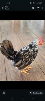 Serama haantjes, gratis evt baardkriel haantje, Dieren en Toebehoren, Pluimvee, Mannelijk, Kip