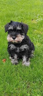 Dwergschnauzer pup, Rabiës (hondsdolheid), 8 tot 15 weken, Eén hond, Nederland