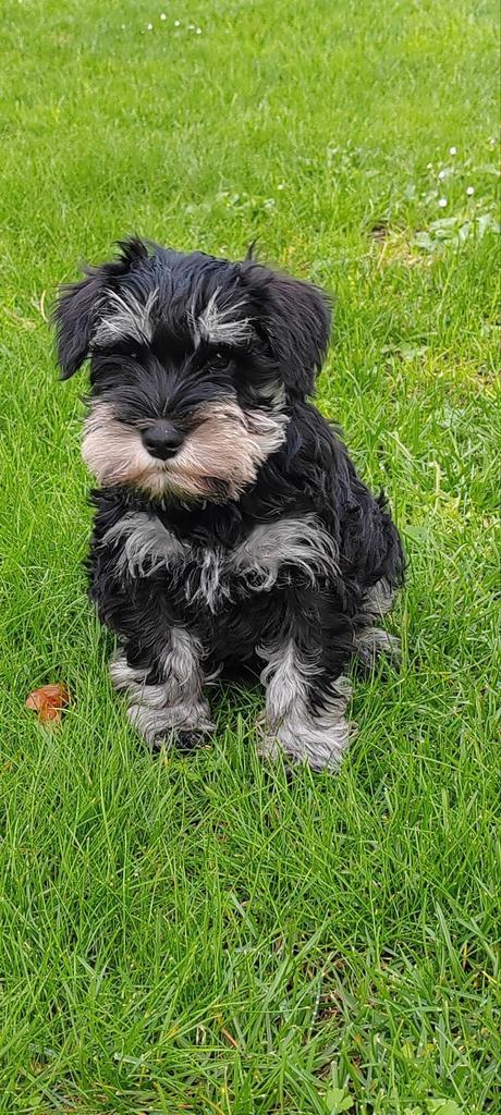 Dwergschnauzer pup, Dieren en Toebehoren, Honden | Jack Russells en Terriërs, Reu, Overige rassen, Particulier, Eén hond, Nederland