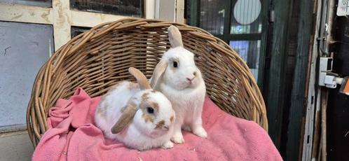 Konijnenkoppel VLEKJE & BELLA uit de opvang zoeken een huis!, Dieren en Toebehoren, Konijnen, Dwerg, Meerdere dieren