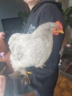 Cochin kriel haan grijs, Dieren en Toebehoren, Pluimvee, Meerdere dieren, Kip