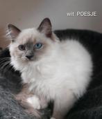 Ragdoll kittens, Meerdere dieren, Ontwormd, 0 tot 2 jaar